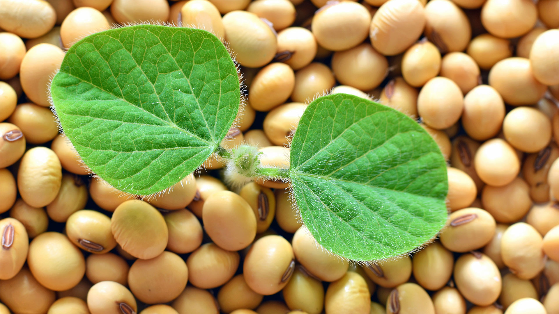 swissoja-bio-valeurs-avantages-nutritionnels